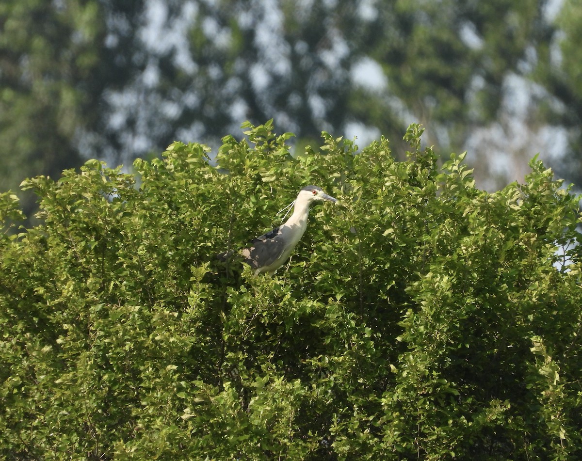 Black-crowned Night Heron - ML621886236