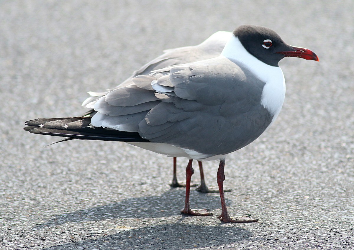 Laughing Gull - ML621886237