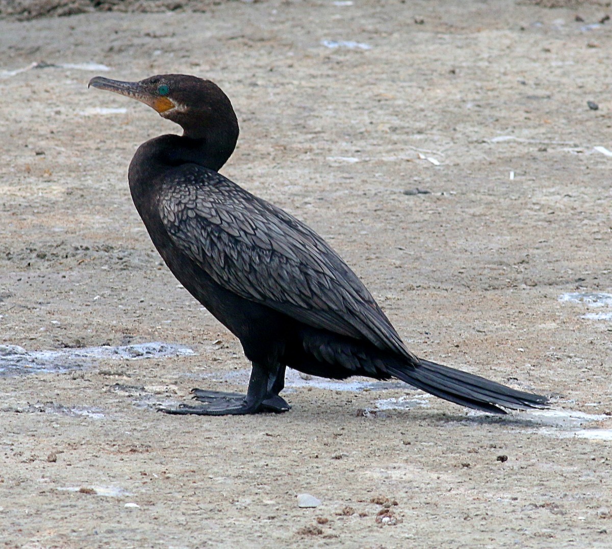 Neotropic Cormorant - ML621886270