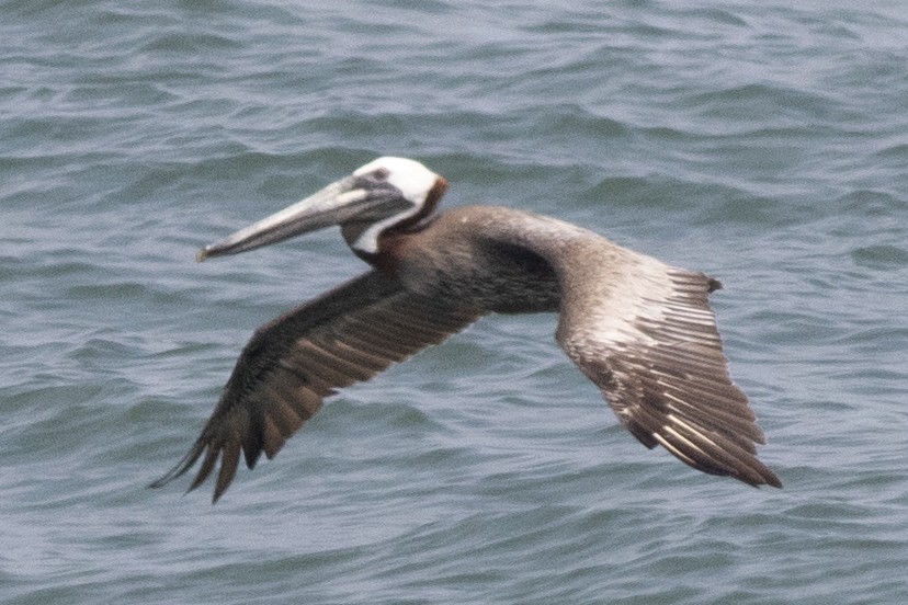Brown Pelican (Atlantic) - ML621886271