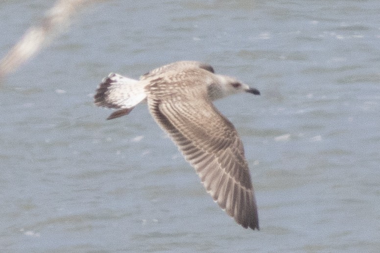 Great Black-backed Gull - ML621886272