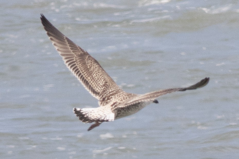 Great Black-backed Gull - ML621886273