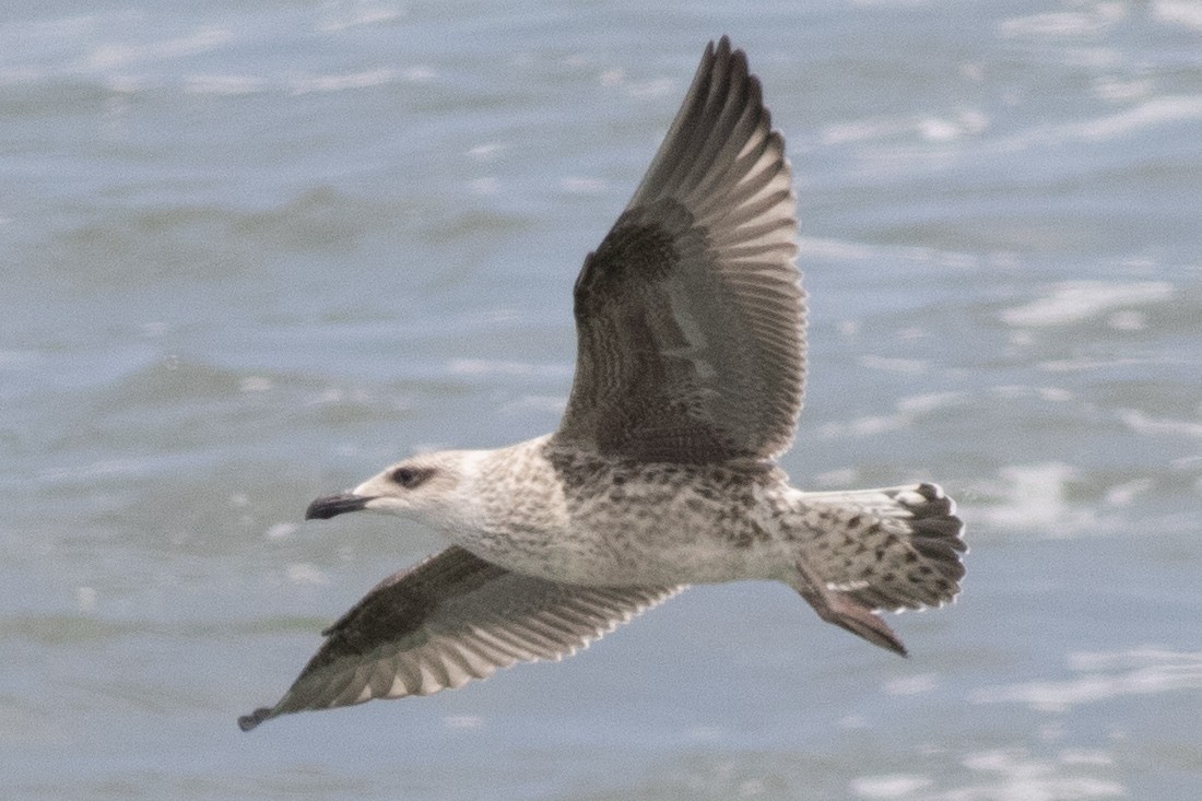 Great Black-backed Gull - ML621886274