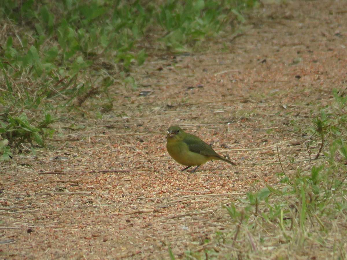 Painted Bunting - ML621886276