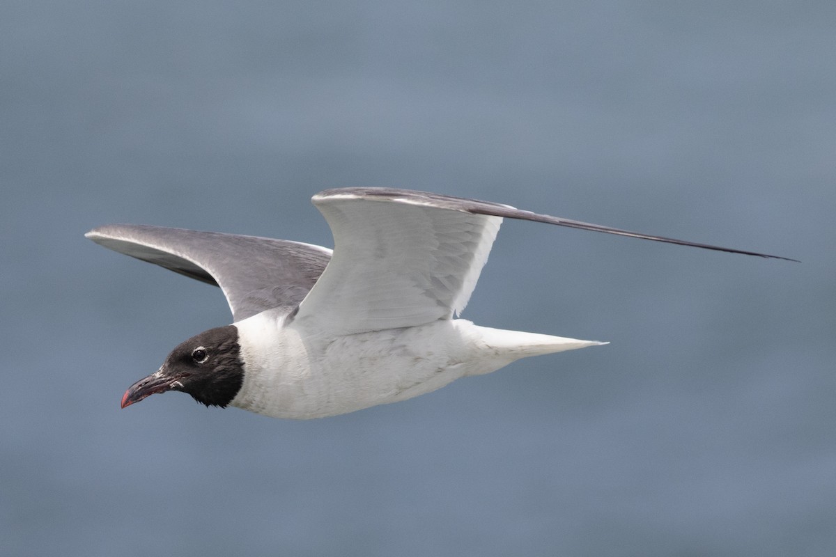 Laughing Gull - David Brown