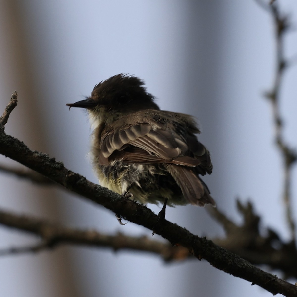 Eastern Phoebe - ML621886282