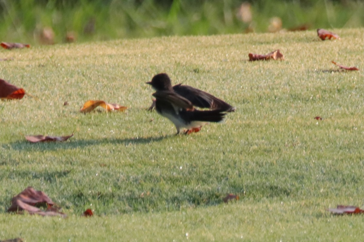 Eastern Kingbird - Kevin Shaw