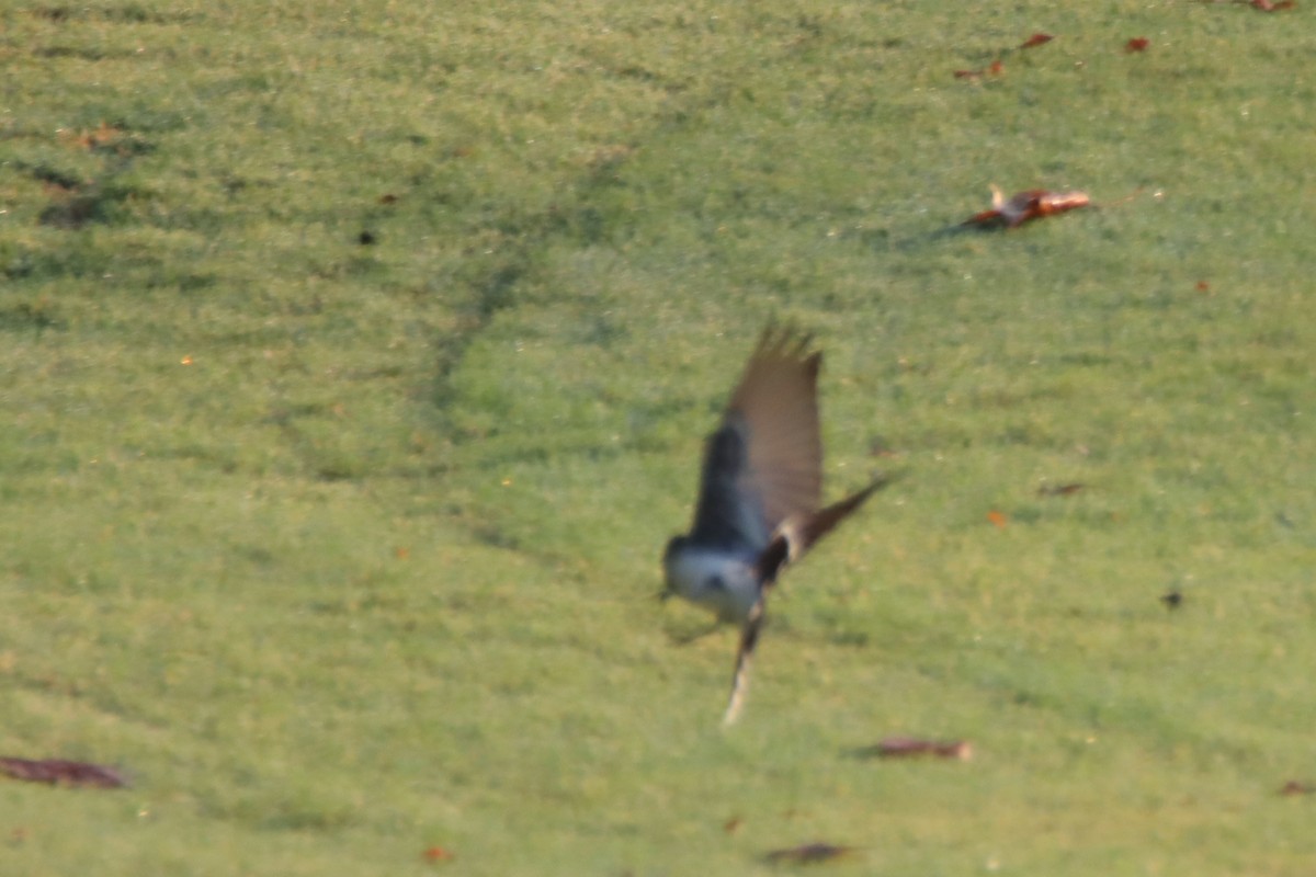 Eastern Kingbird - ML621886285