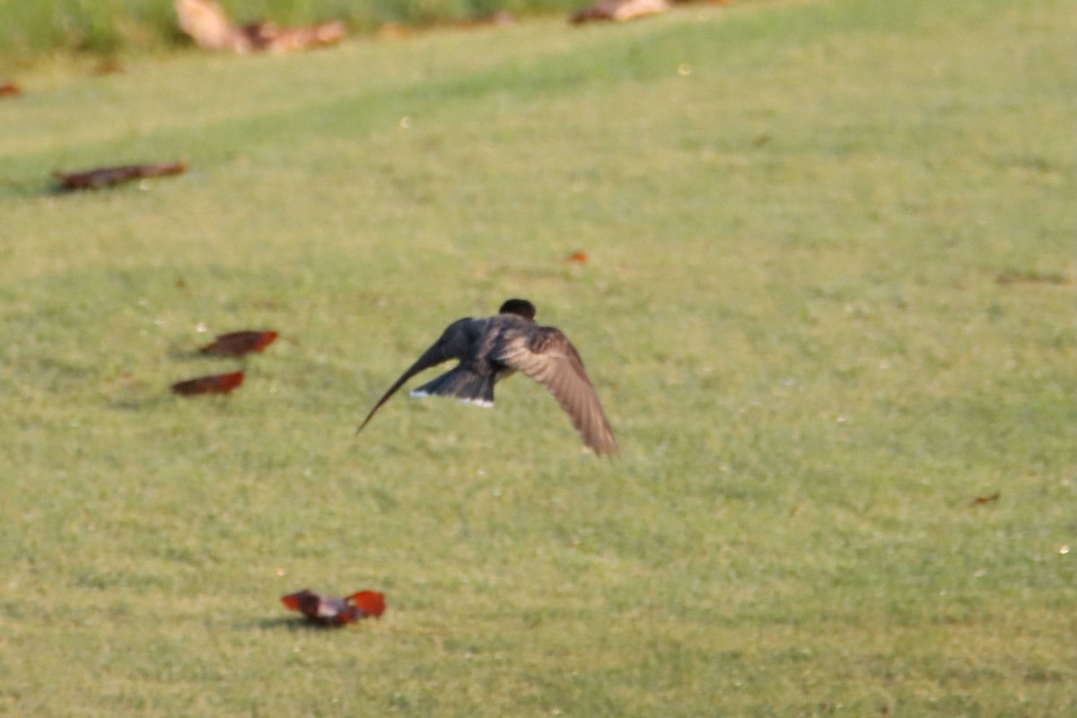 Eastern Kingbird - ML621886286