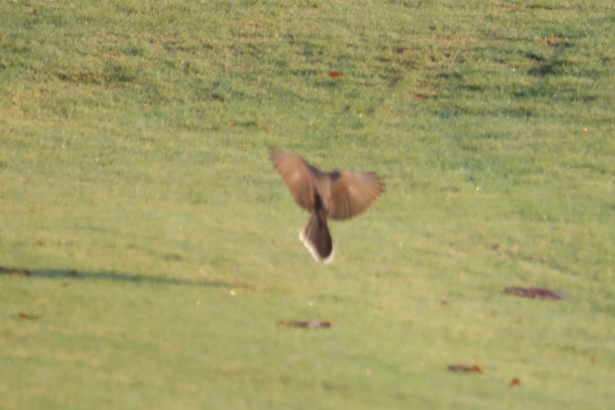 Eastern Kingbird - ML621886287