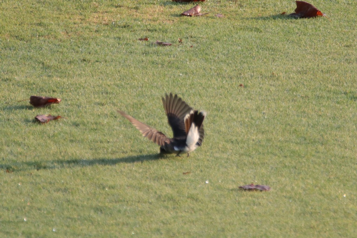 Eastern Kingbird - ML621886288