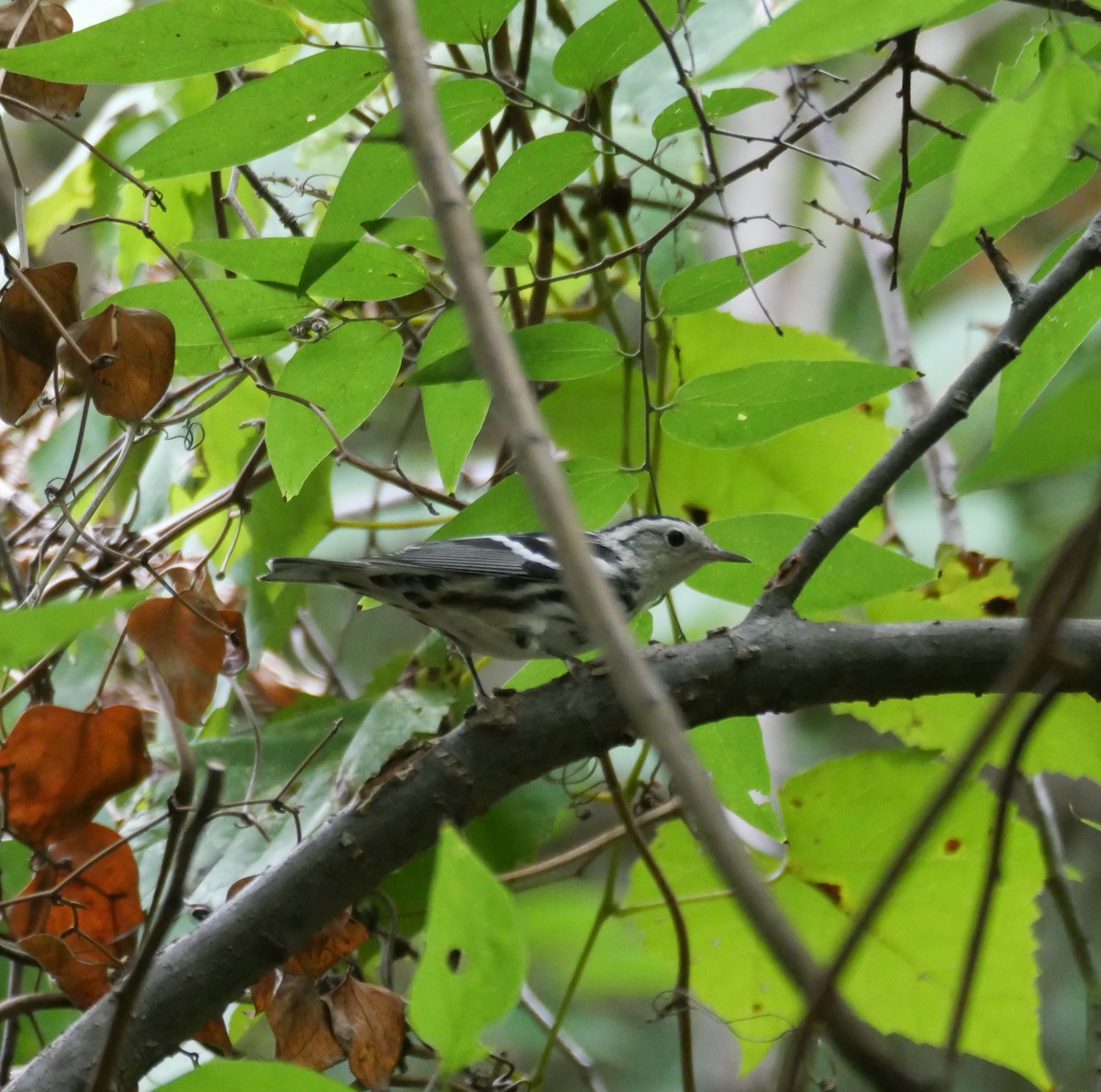 Black-and-white Warbler - ML621886294