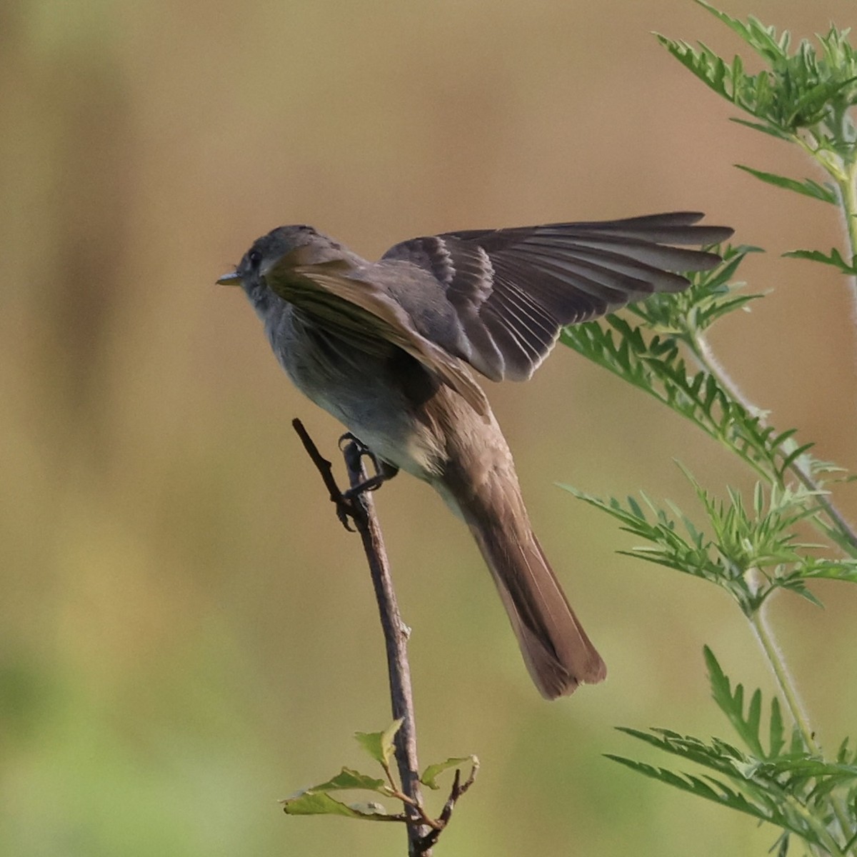 Eastern Wood-Pewee - ML621886298