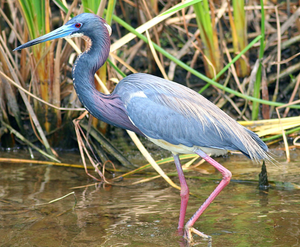 Tricolored Heron - ML621886303