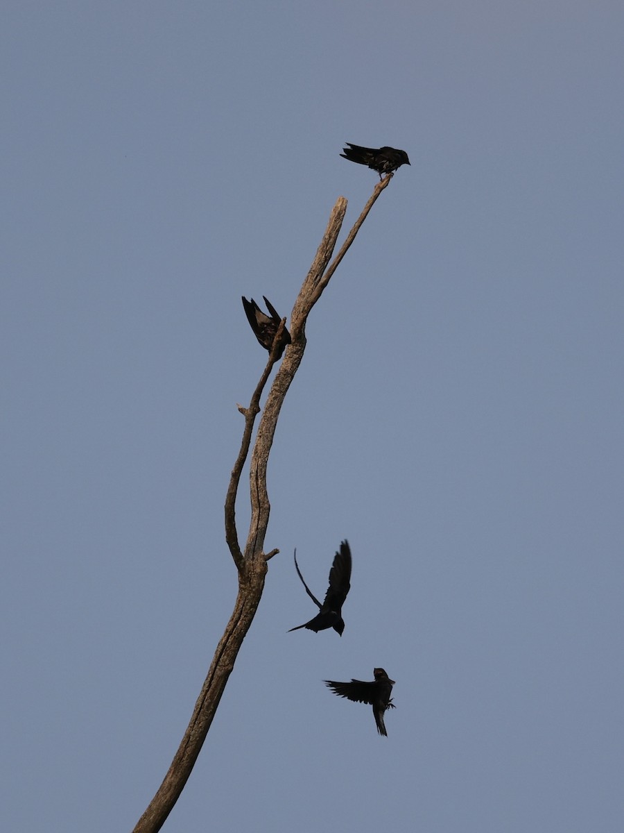 Purple Martin - ML621886304