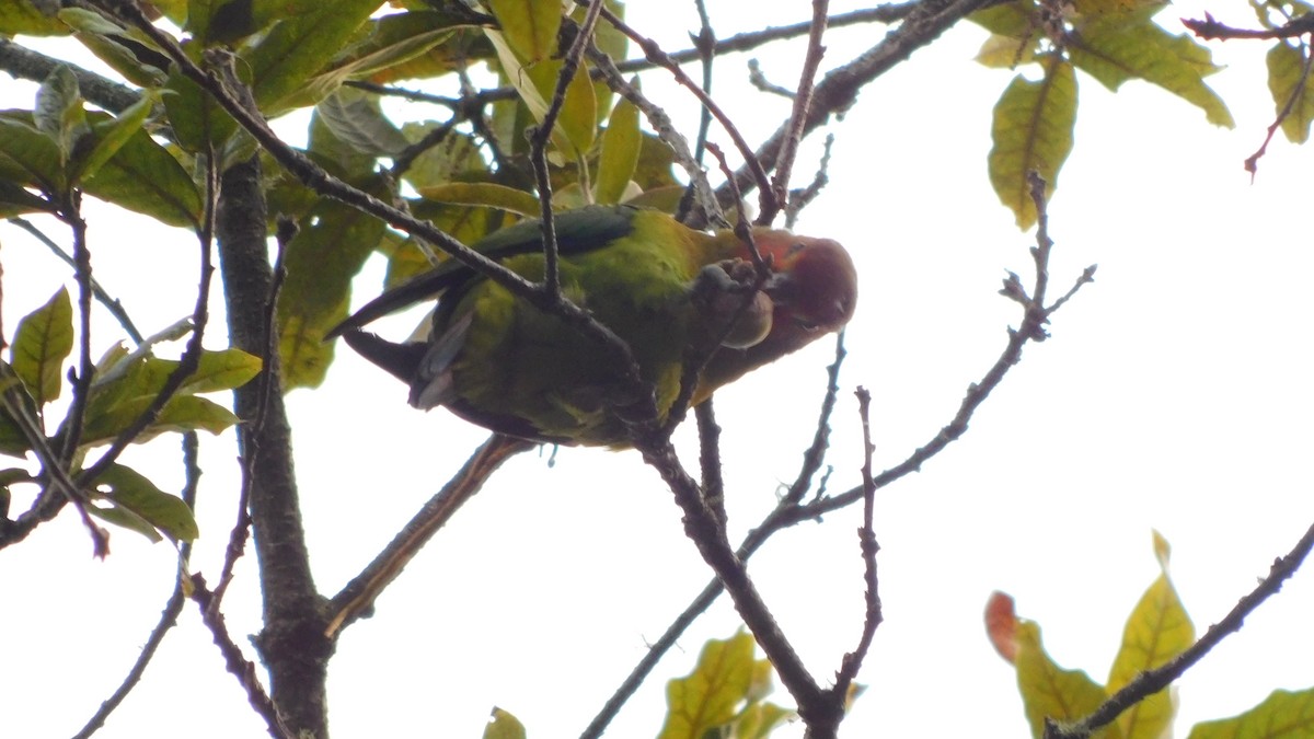 Rusty-faced Parrot - ML621886306