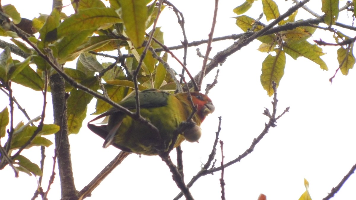 Rusty-faced Parrot - ML621886308