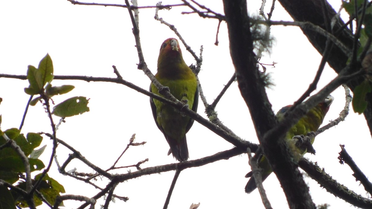 Rusty-faced Parrot - ML621886311