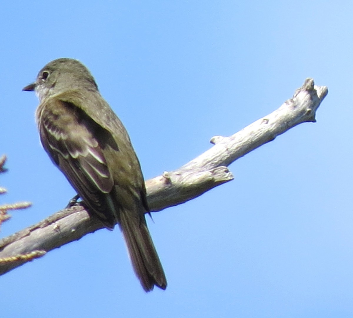 Alder Flycatcher - ML621886314