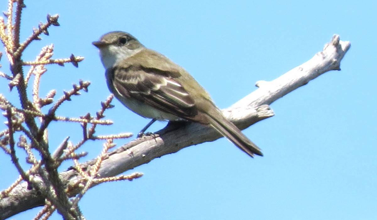 Alder Flycatcher - ML621886318