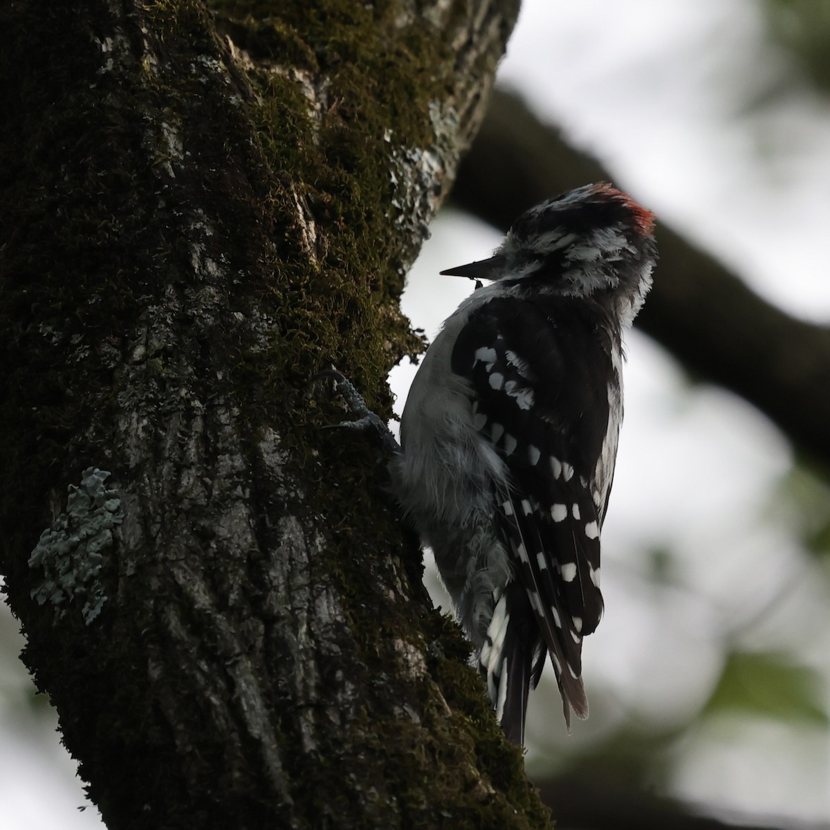 Downy Woodpecker - Michael Burkhart