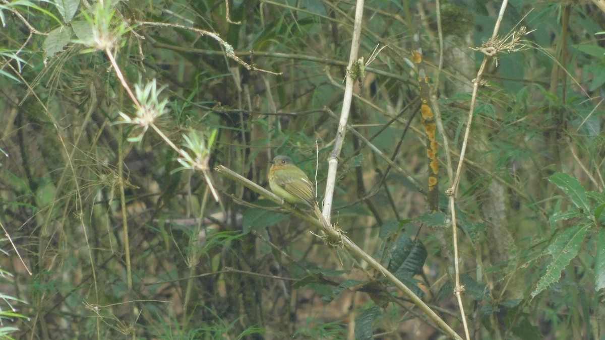 Rufous-breasted Flycatcher - ML621886321