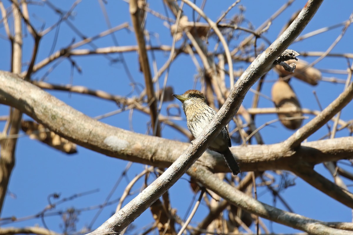 Eastern Striolated-Puffbird - ML621886323