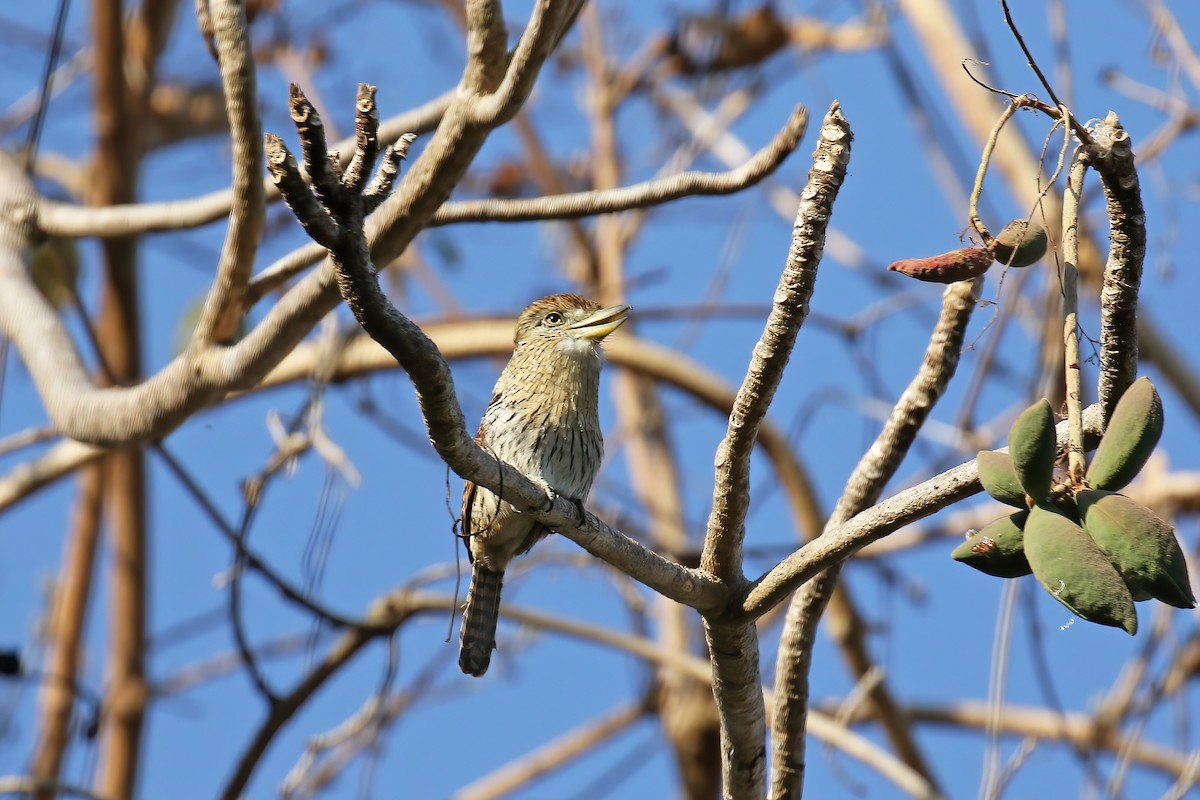 Eastern Striolated-Puffbird - ML621886324