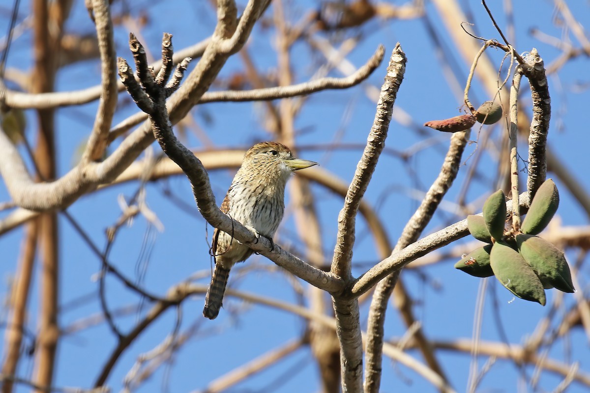 Eastern Striolated-Puffbird - ML621886325