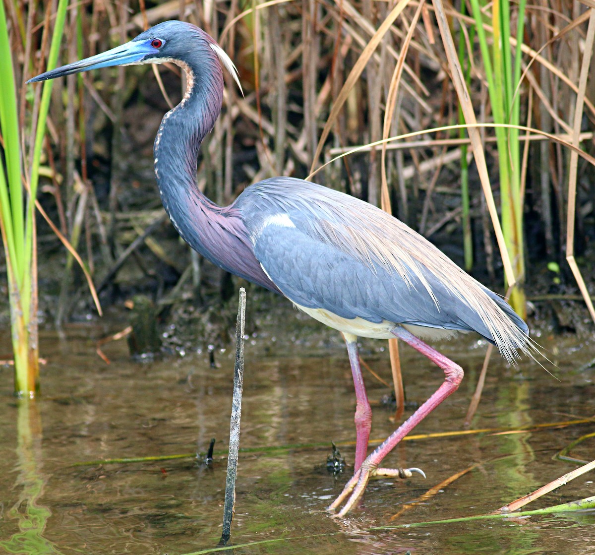 Tricolored Heron - ML621886326