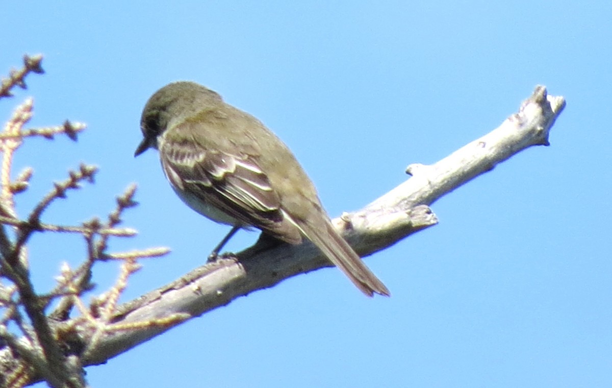 Alder Flycatcher - ML621886327