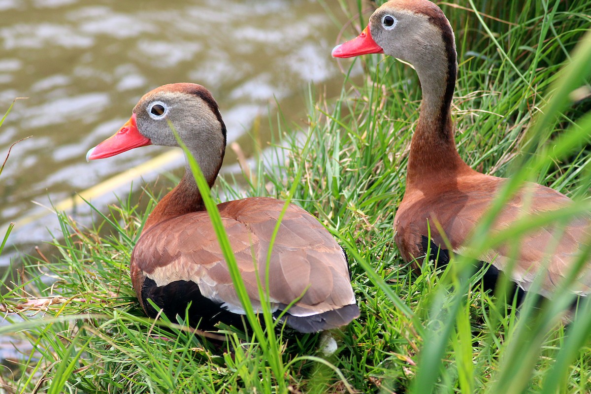 Black-bellied Whistling-Duck - ML621886330