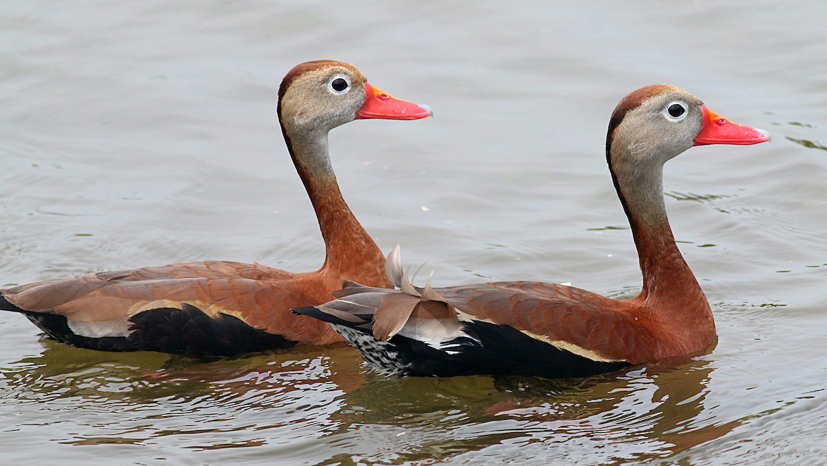 Black-bellied Whistling-Duck - ML621886331