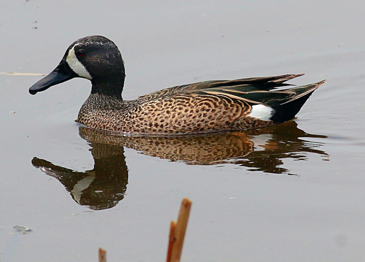 Blue-winged Teal - ML621886335