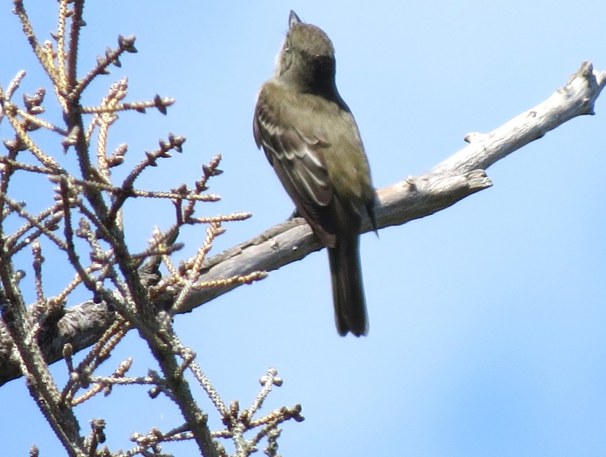 Alder Flycatcher - ML621886336