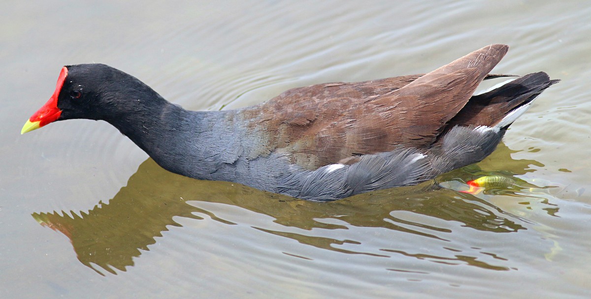 Common Gallinule - ML621886337