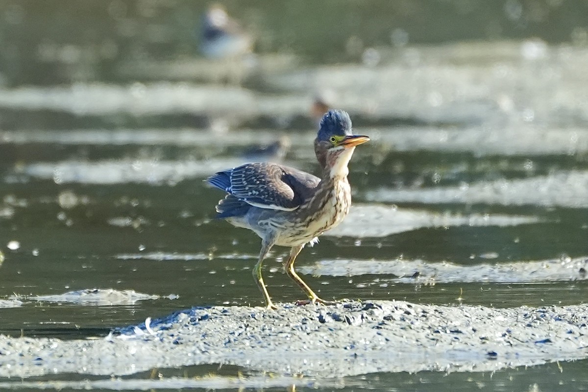 Green Heron - ML621886350