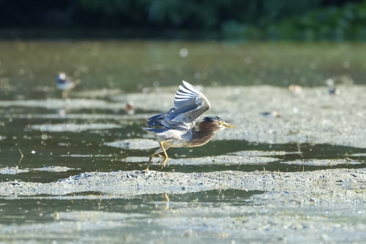 Green Heron - ML621886352