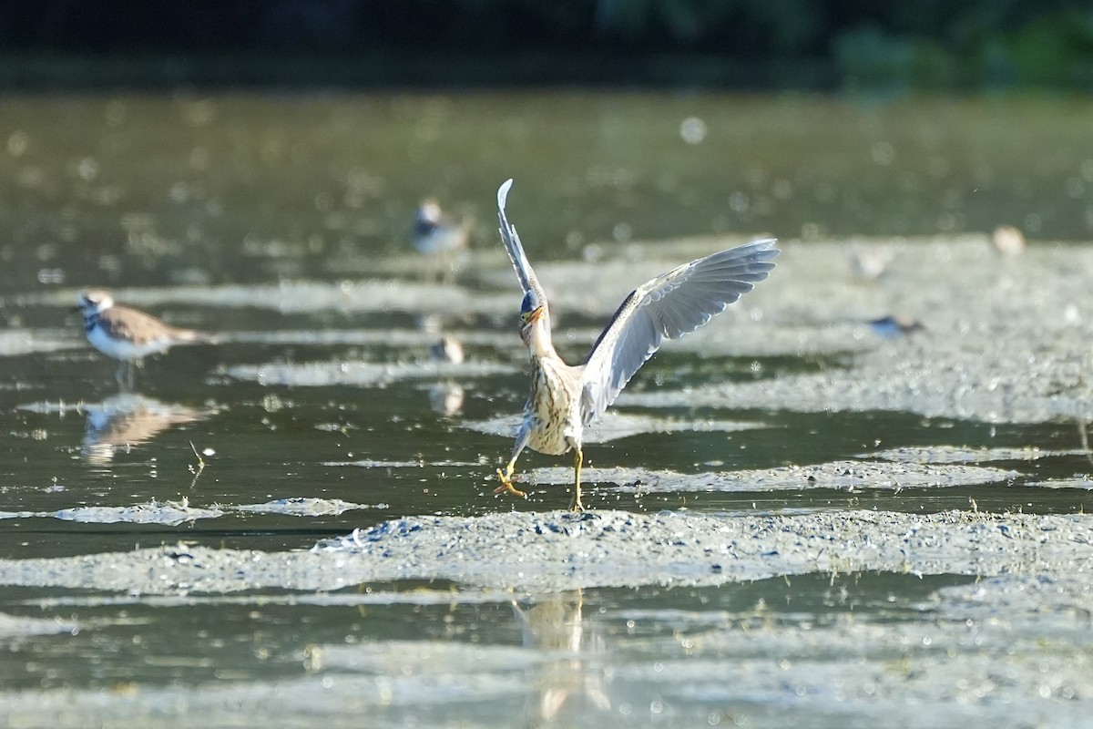 Green Heron - ML621886353