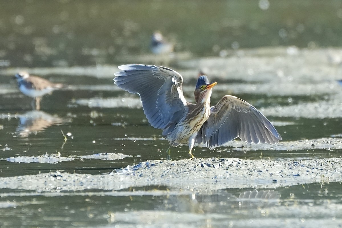 Green Heron - ML621886354