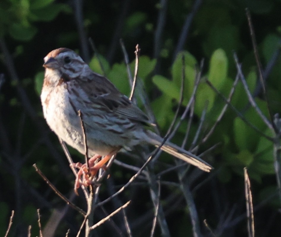 Song Sparrow - burton balkind