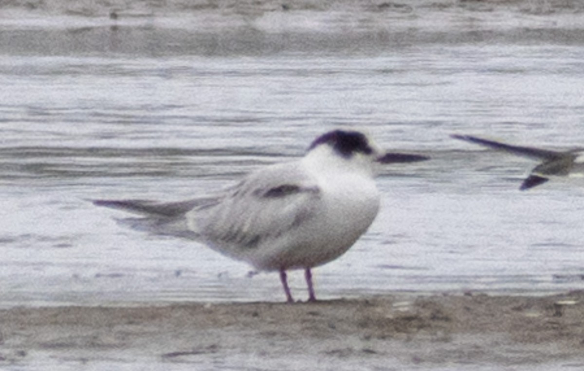 Common Tern - ML621886358