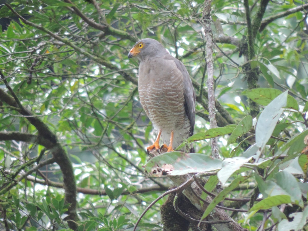 Roadside Hawk - ML621886364