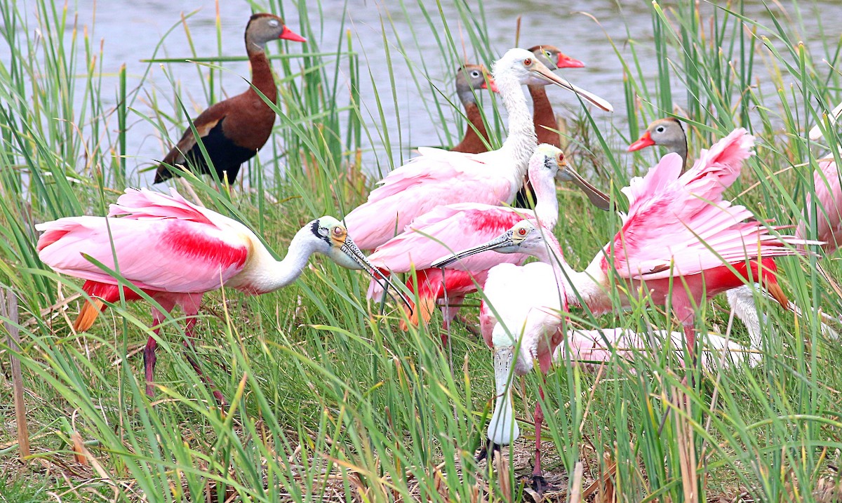 Roseate Spoonbill - ML621886367