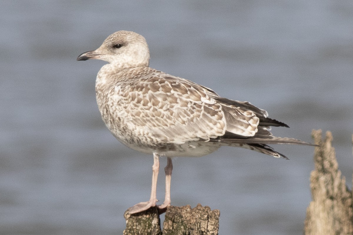 Ring-billed Gull - ML621886369