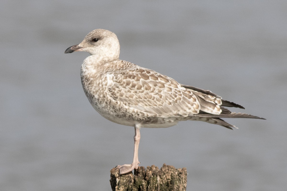 Ring-billed Gull - ML621886370