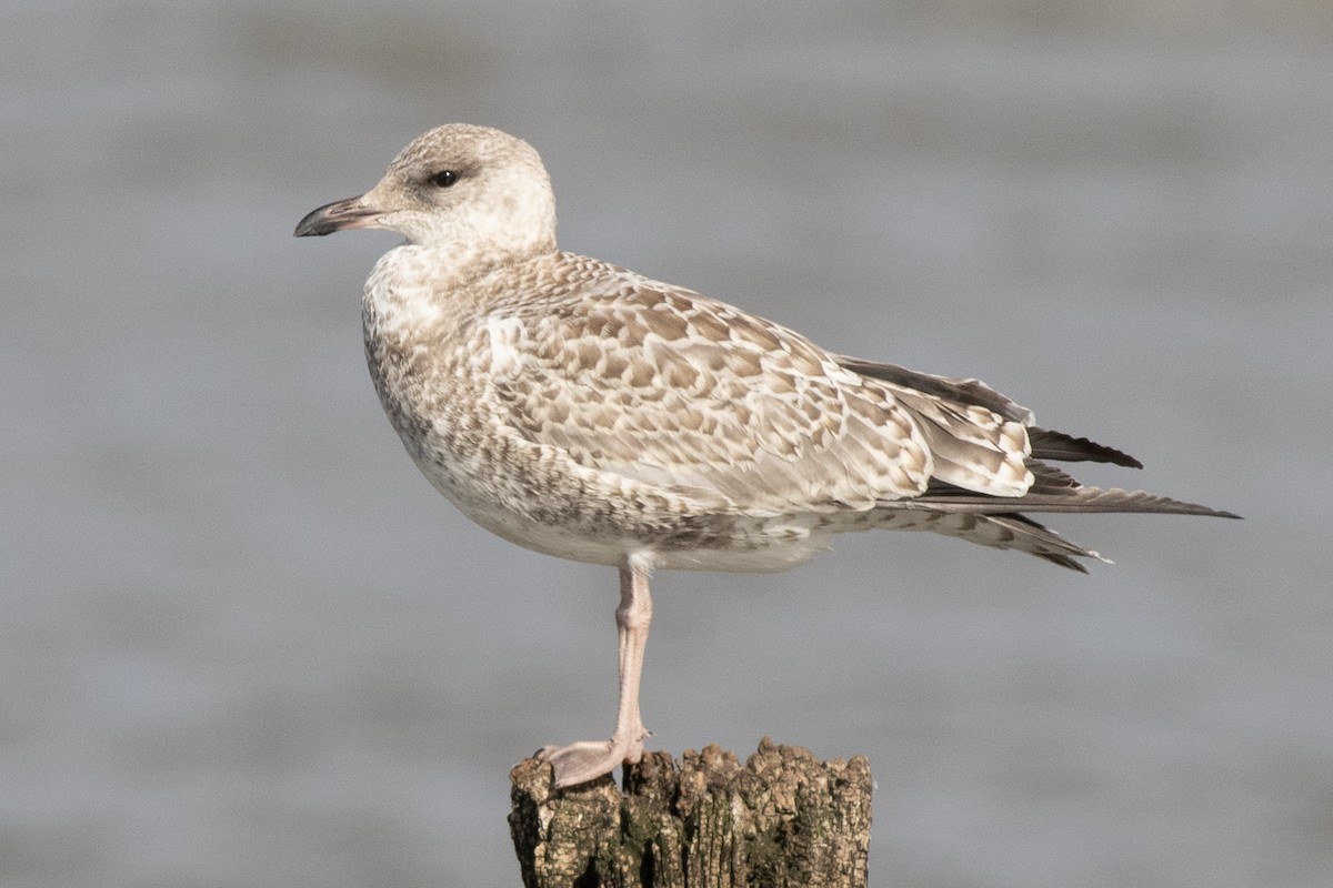 Ring-billed Gull - ML621886371