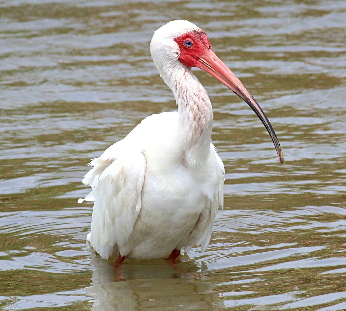 White Ibis - ML621886372