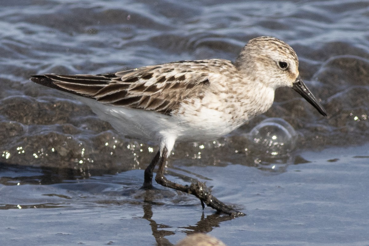 Semipalmated Sandpiper - ML621886380