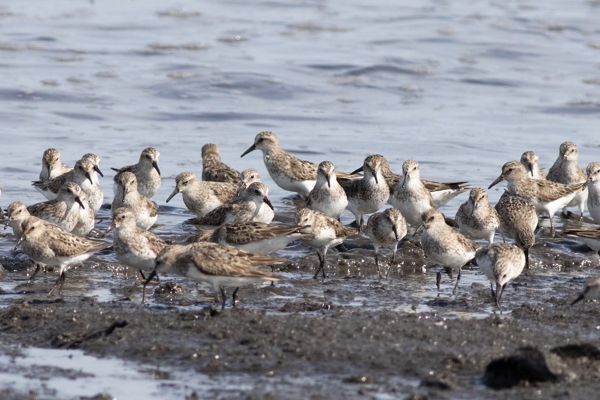 Semipalmated Sandpiper - ML621886381